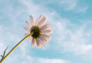 阿米里妙传撕开防线直接助攻得手